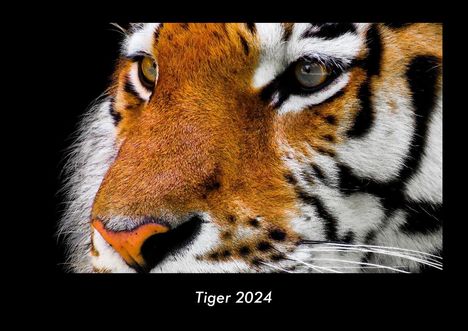 Tobias Becker: Tiger 2024 Fotokalender DIN A3, Kalender