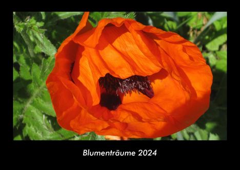 Tobias Becker: Blumenträume 2024 Fotokalender DIN A3, Kalender