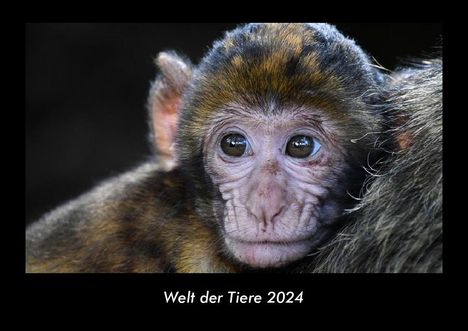 Tobias Becker: Welt der Tiere 2024 Fotokalender DIN A3, Kalender