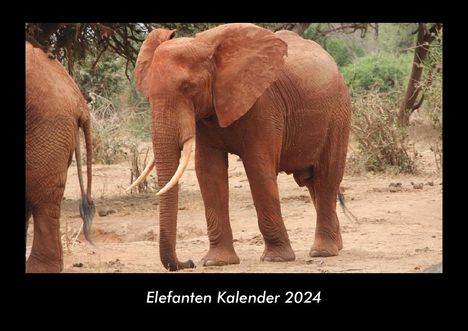 Tobias Becker: Elefanten Kalender 2024 Fotokalender DIN A3, Kalender