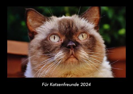 Tobias Becker: Für Katzenfreunde 2024 Fotokalender DIN A3, Kalender