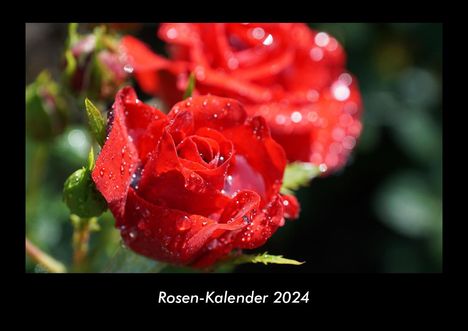 Tobias Becker: Rosen-Kalender 2024 Fotokalender DIN A3, Kalender