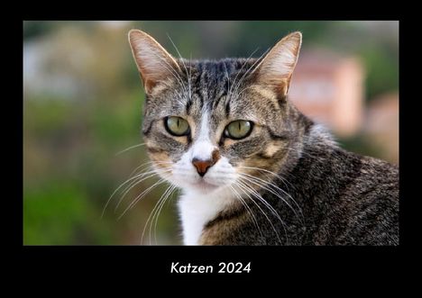 Tobias Becker: Katzen 2024 Fotokalender DIN A3, Kalender