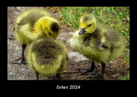 Tobias Becker: Enten 2024 Fotokalender DIN A3, Kalender