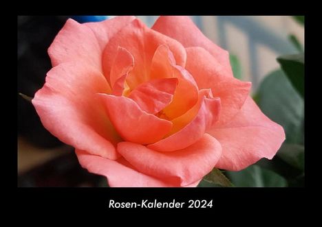 Tobias Becker: Rosen-Kalender 2024 Fotokalender DIN A3, Kalender