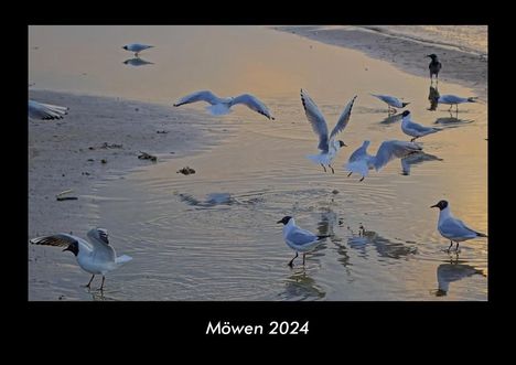 Tobias Becker: Möwen 2024 Fotokalender DIN A3, Kalender