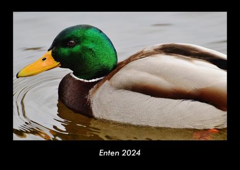 Tobias Becker: Enten 2024 Fotokalender DIN A3, Kalender