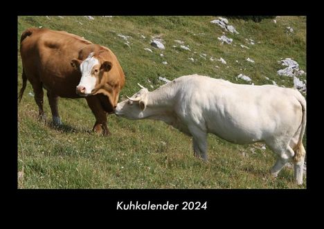 Tobias Becker: Kuhkalender 2024 Fotokalender DIN A3, Kalender