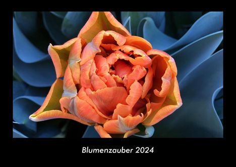 Tobias Becker: Blumenzauber 2024 Fotokalender DIN A3, Kalender