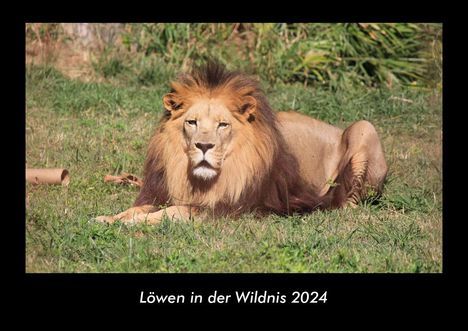 Tobias Becker: Löwen in der Wildnis 2024 Fotokalender DIN A3, Kalender