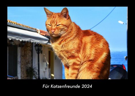 Tobias Becker: Für Katzenfreunde 2024 Fotokalender DIN A3, Kalender