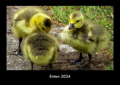 Tobias Becker: Enten 2024 Fotokalender DIN A3, Kalender