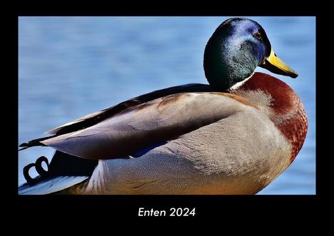 Tobias Becker: Enten 2024 Fotokalender DIN A3, Kalender