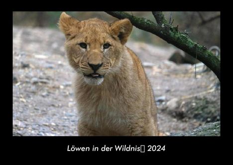 Tobias Becker: Löwen in der Wildnis 2024 Fotokalender DIN A3, Kalender