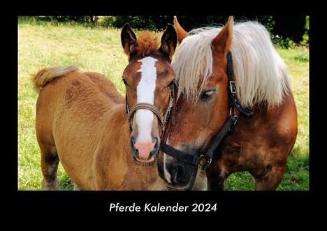 Tobias Becker: Pferde Kalender 2024 Fotokalender DIN A3, Kalender