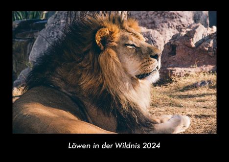 Tobias Becker: Löwen in der Wildnis 2024 Fotokalender DIN A3, Kalender