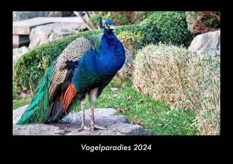 Tobias Becker: Vogelparadies 2024 Fotokalender DIN A3, Kalender