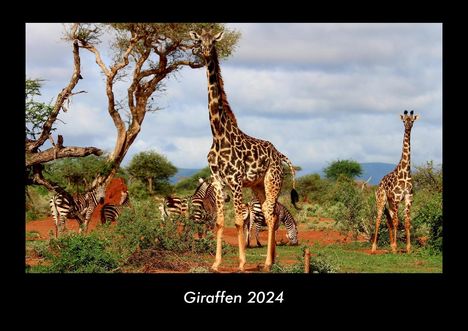 Tobias Becker: Giraffen 2024 Fotokalender DIN A3, Kalender