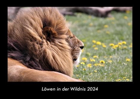 Tobias Becker: Löwen in der Wildnis 2024 Fotokalender DIN A3, Kalender