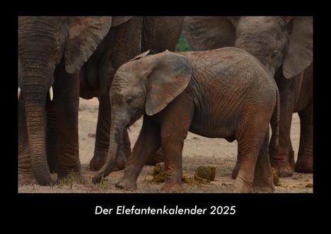 Tobias Becker: Der Elefantenkalender 2025 Fotokalender DIN A3, Kalender