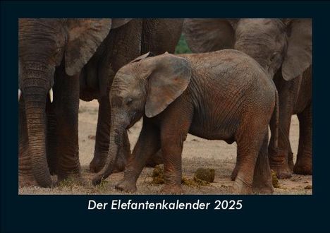 Tobias Becker: Der Elefantenkalender 2025 Fotokalender DIN A5, Kalender