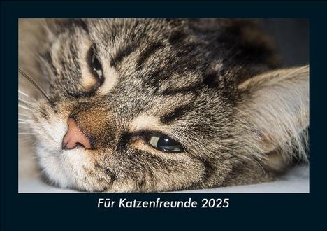 Tobias Becker: Für Katzenfreunde 2025 Fotokalender DIN A5, Kalender