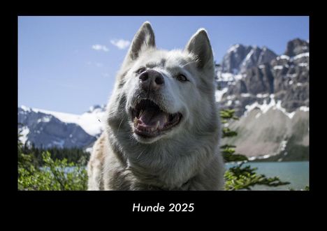 Tobias Becker: Hunde 2025 Fotokalender DIN A3, Kalender