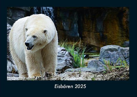 Tobias Becker: Eisbären 2025 Fotokalender DIN A4, Kalender