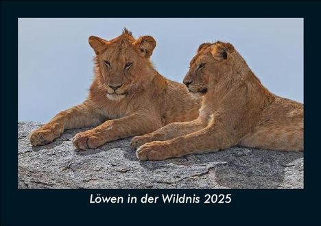 Tobias Becker: Löwen in der Wildnis 2025 Fotokalender DIN A5, Kalender