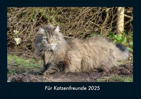 Tobias Becker: Für Katzenfreunde 2025 Fotokalender DIN A4, Kalender