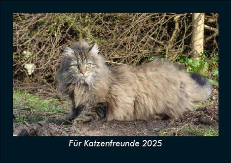 Tobias Becker: Für Katzenfreunde 2025 Fotokalender DIN A5, Kalender