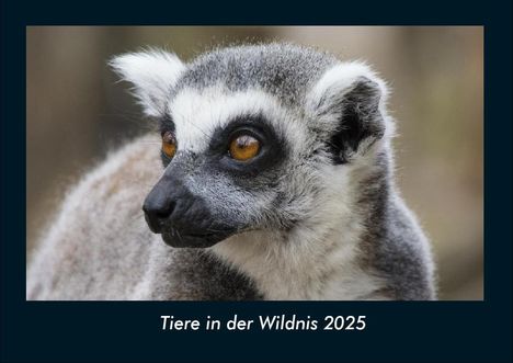 Tobias Becker: Tiere in der Wildnis 2025 Fotokalender DIN A4, Kalender