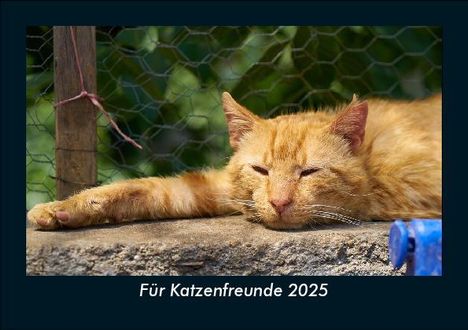 Tobias Becker: Für Katzenfreunde 2025 Fotokalender DIN A5, Kalender