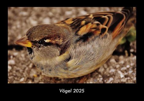 Tobias Becker: Vögel 2025 Fotokalender DIN A3, Kalender