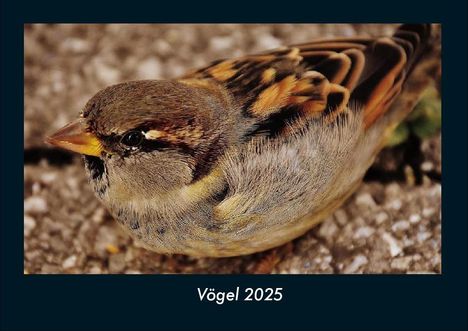 Tobias Becker: Vögel 2025 Fotokalender DIN A4, Kalender