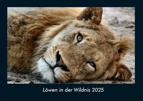 Tobias Becker: Löwen in der Wildnis 2025 Fotokalender DIN A4, Kalender