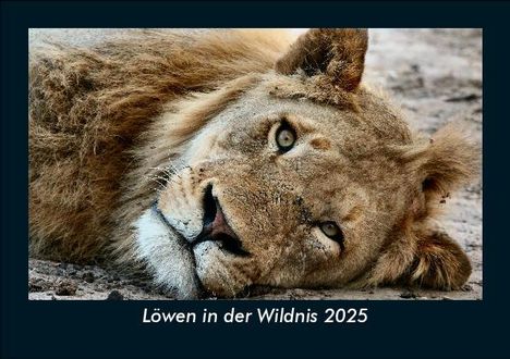 Tobias Becker: Löwen in der Wildnis 2025 Fotokalender DIN A5, Kalender