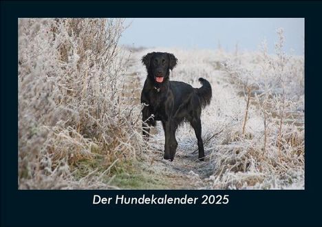 Tobias Becker: Der Hundekalender 2025 Fotokalender DIN A5, Kalender