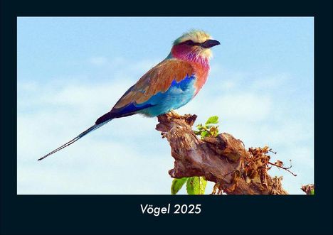 Tobias Becker: Vögel 2025 Fotokalender DIN A4, Kalender