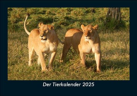 Tobias Becker: Der Tierkalender 2025 Fotokalender DIN A5, Kalender