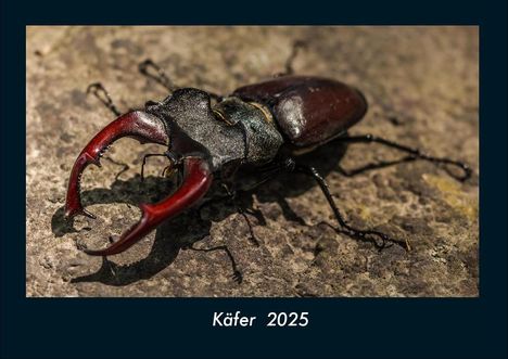 Tobias Becker: Käfer 2025 Fotokalender DIN A4, Kalender