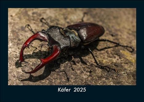 Tobias Becker: Käfer 2025 Fotokalender DIN A5, Kalender