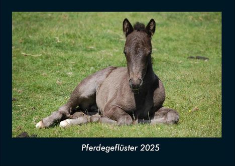 Tobias Becker: Pferdegeflüster 2025 Fotokalender DIN A4, Kalender