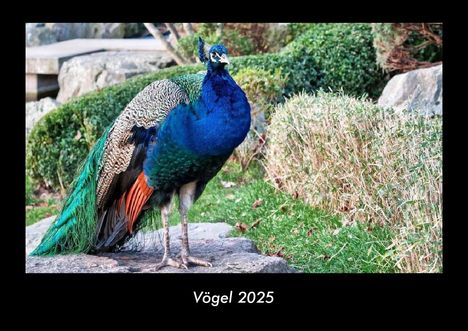 Tobias Becker: Vögel 2025 Fotokalender DIN A3, Kalender