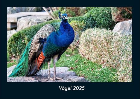 Tobias Becker: Vögel 2025 Fotokalender DIN A4, Kalender