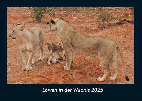 Tobias Becker: Löwen in der Wildnis 2025 Fotokalender DIN A4, Kalender