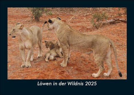 Tobias Becker: Löwen in der Wildnis 2025 Fotokalender DIN A5, Kalender