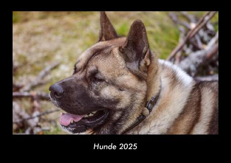 Tobias Becker: Hunde 2025 Fotokalender DIN A3, Kalender