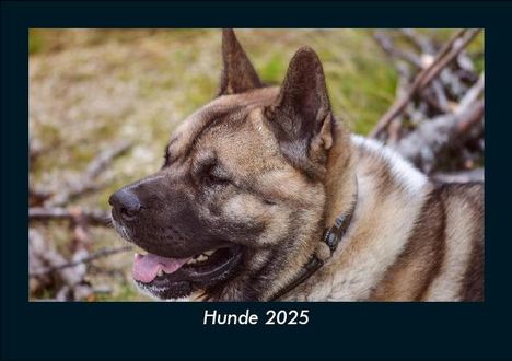 Tobias Becker: Hunde 2025 Fotokalender DIN A5, Kalender