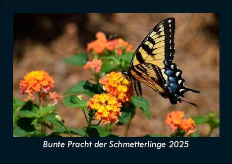 Tobias Becker: Bunte Pracht der Schmetterlinge 2025 Fotokalender DIN A5, Kalender